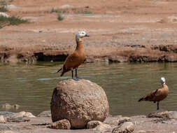 Image of Ruddy Shelduck