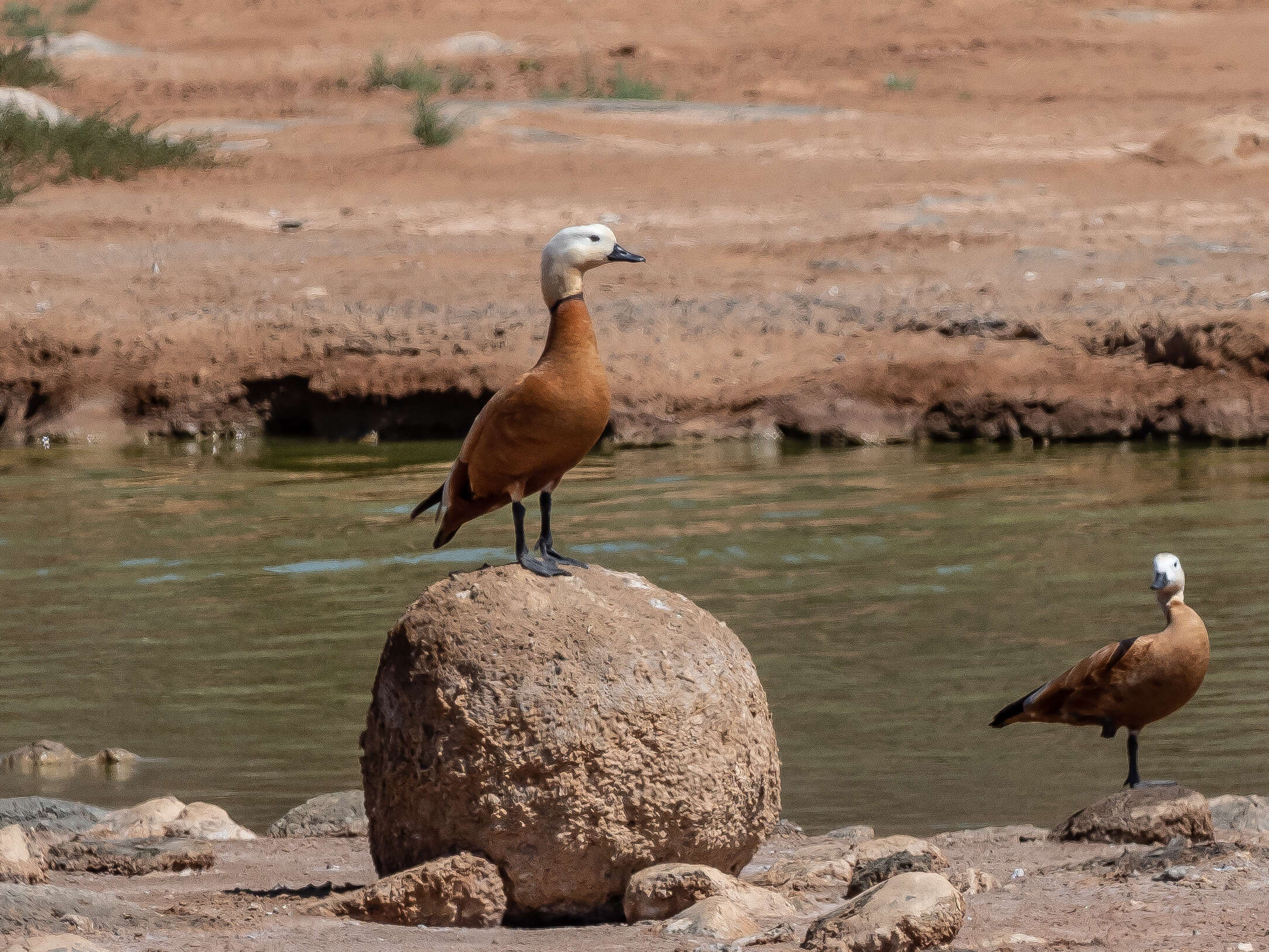 Image of Ruddy Shelduck