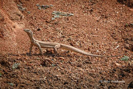 Image of Bengal Monitor Lizard