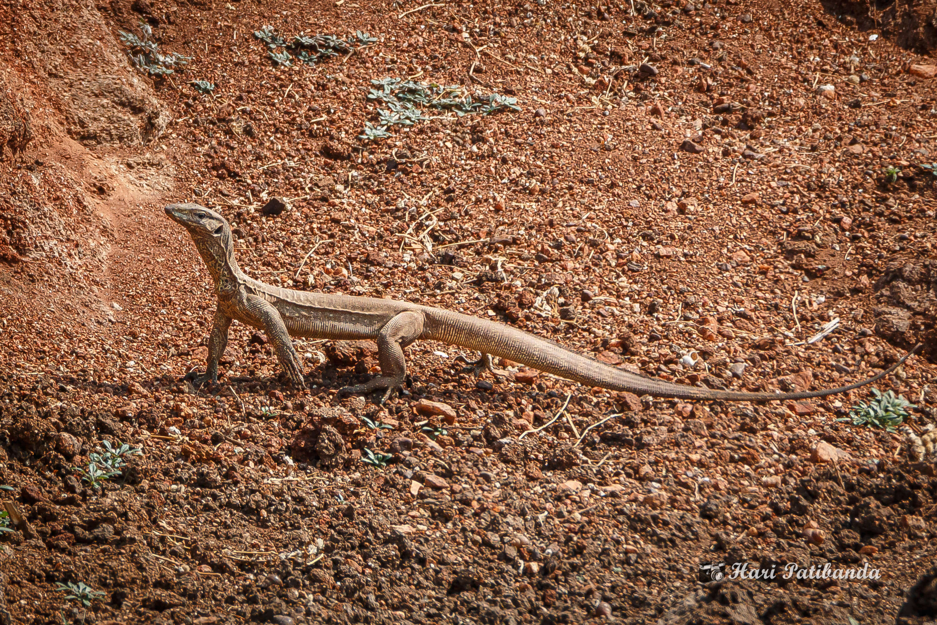 Image of Bengal Monitor Lizard