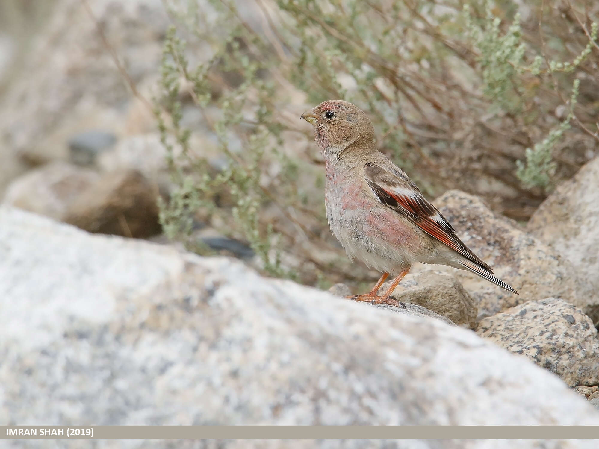 Image of Mongolian Finch