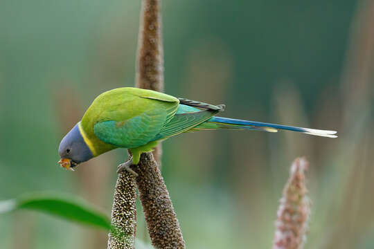 Image of Plum-headed Parakeet