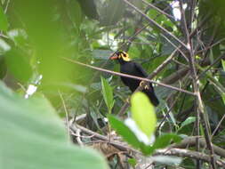 Image of Southern Hill Myna