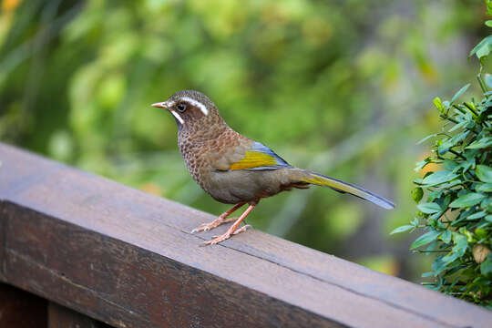 Image of White-whiskered Laughingthrush