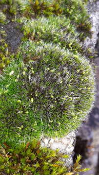 Image of pulvinate dry rock moss