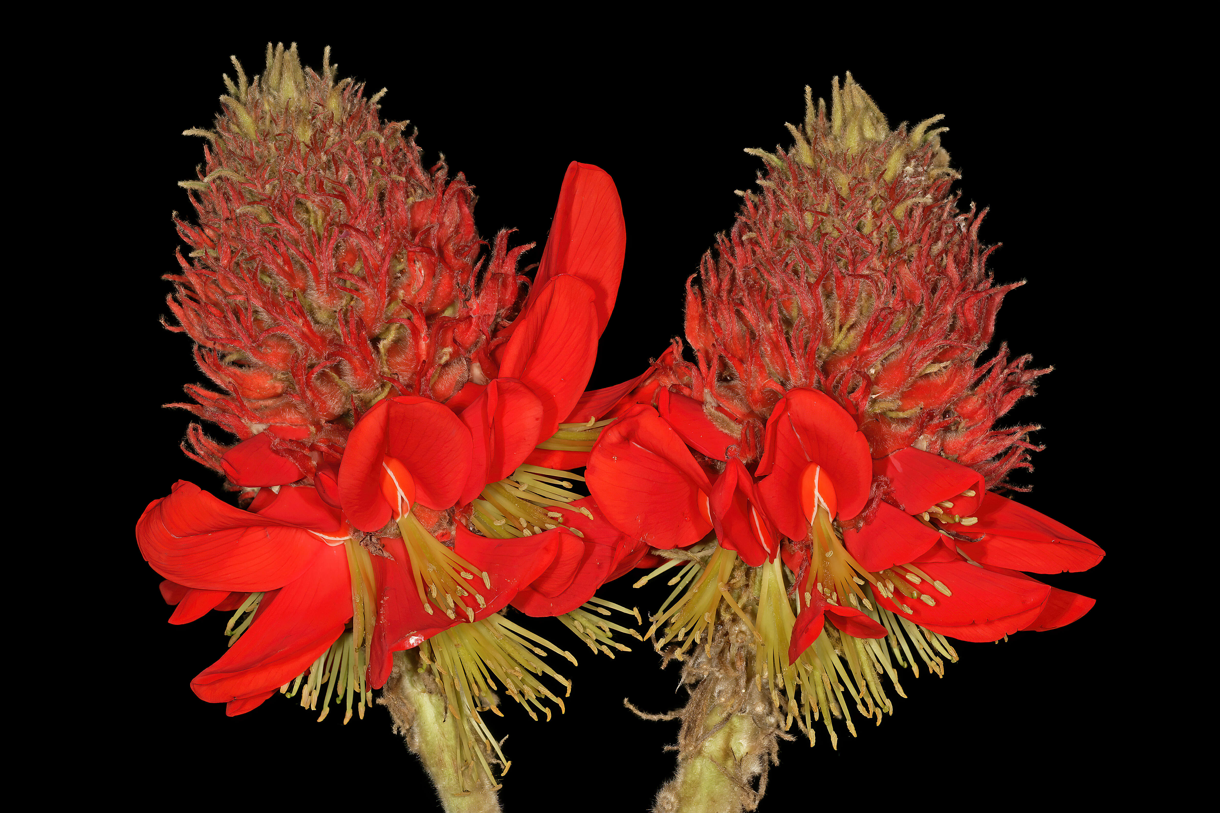 Слика од Erythrina latissima E. Mey.