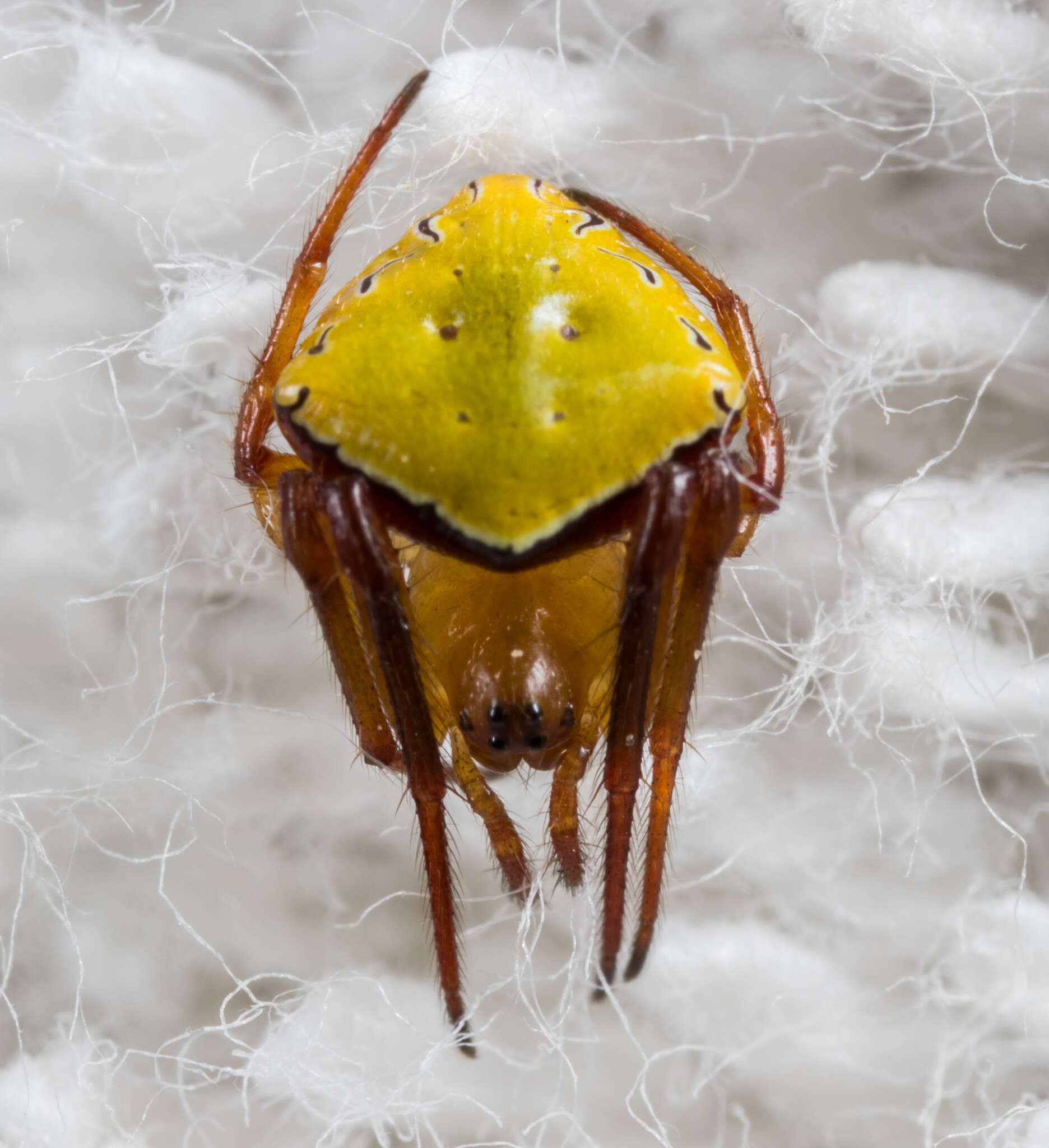 Image of Araneus viridiventris Yaginuma 1969