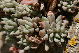 Image of spearleaf stonecrop