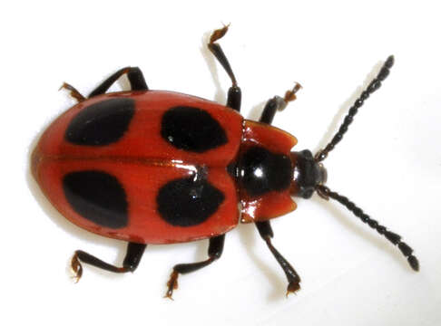 Image of False Ladybird