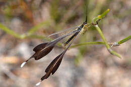 Image of thread-winged lacewings