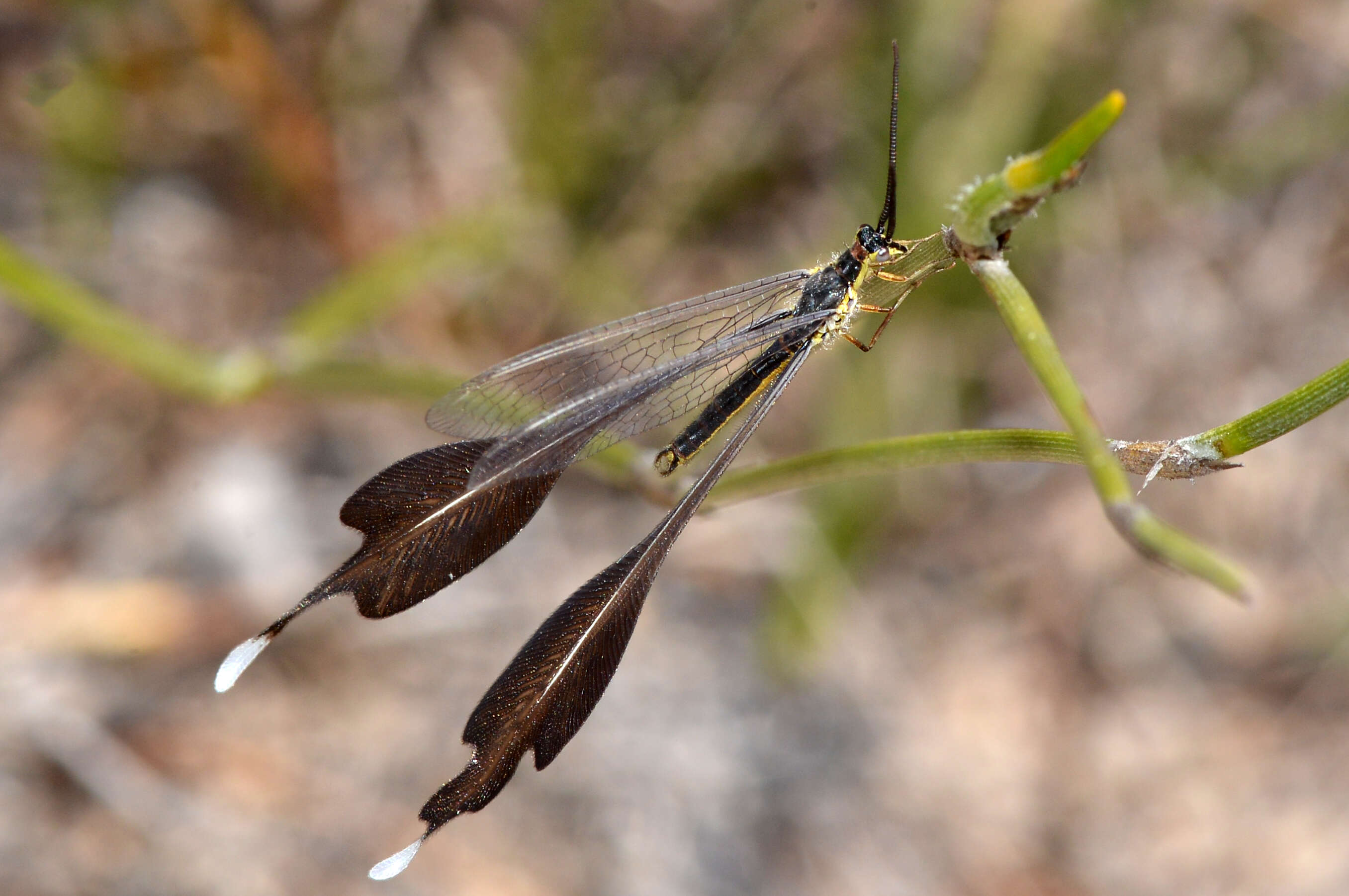 Image of thread-winged lacewings