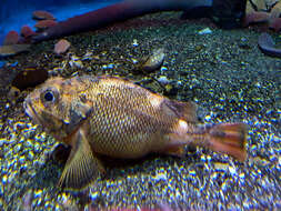 Image of Broadbanded thornyhead