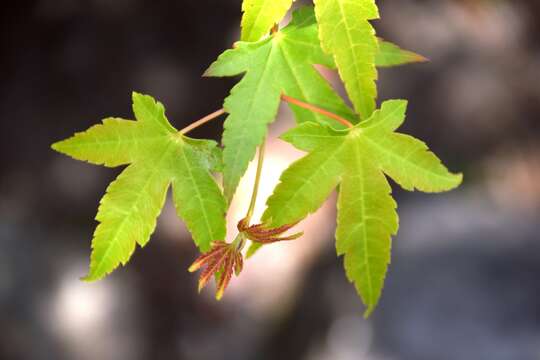 Imagem de Acer campbellii subsp. sinense (Pax) P. C. de Jong