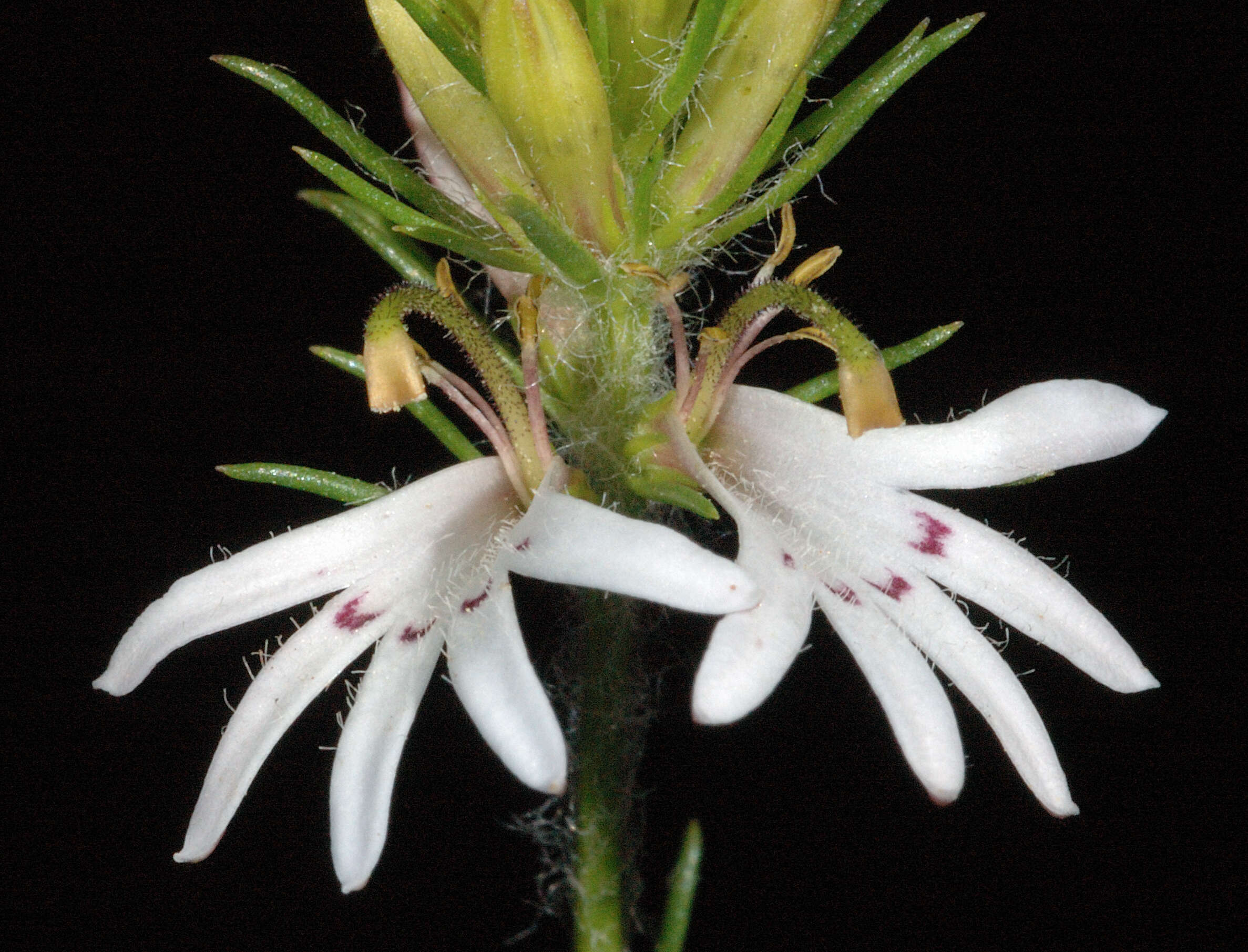 Goodenia fasciculata (Benth.) R. Carolin resmi