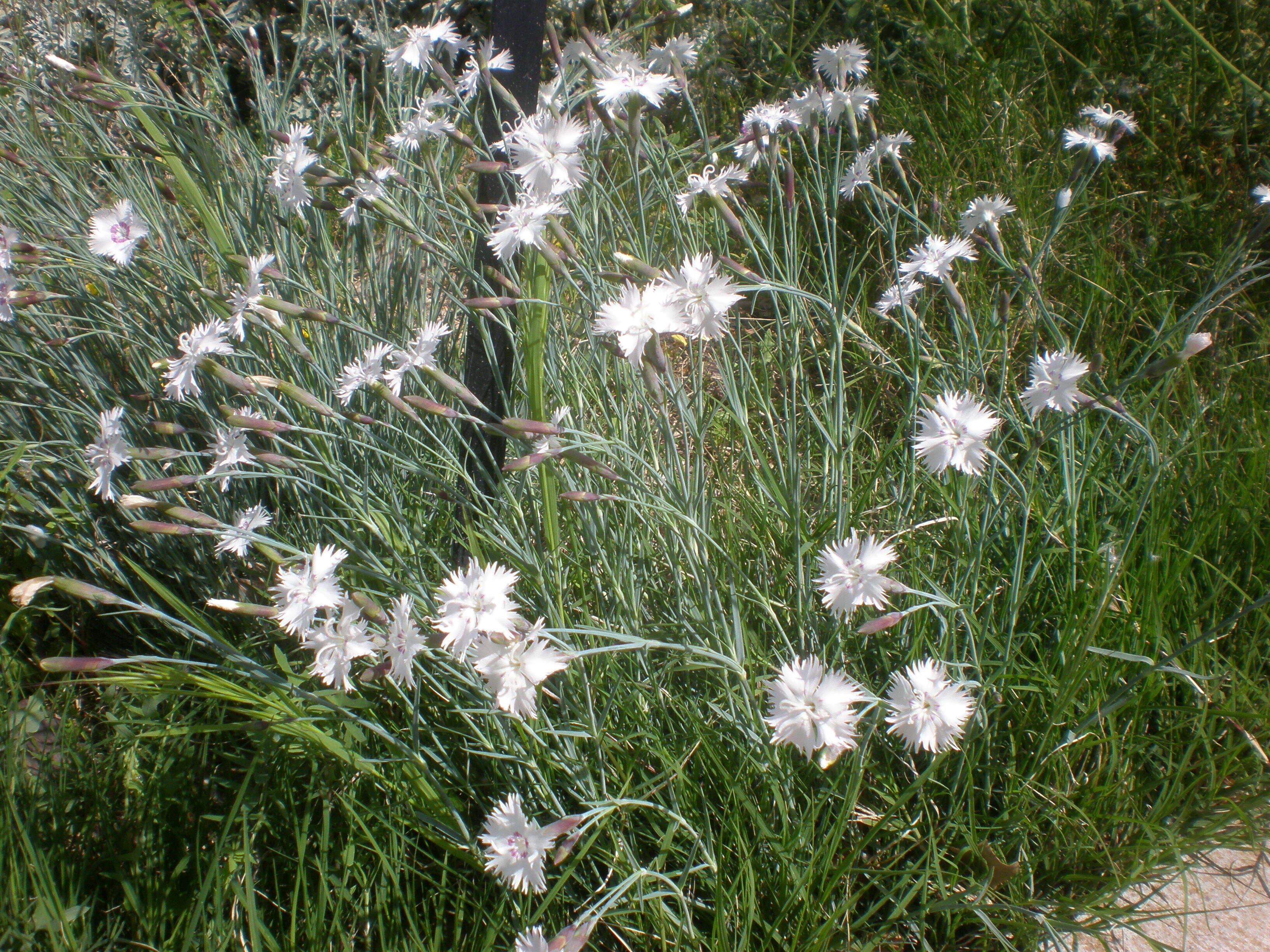 Image of Dianthus anatolicus Boiss.