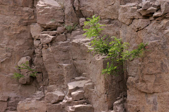 Image of New Mexico Locust