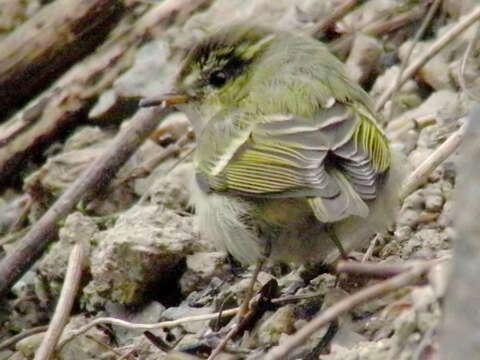 Image of Yellow-browed Warbler