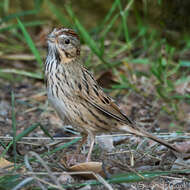 Image of Lincoln's Sparrow