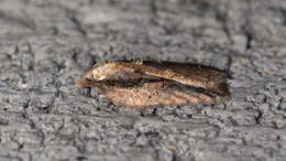 Image of Acleris hastiana Linnaeus 1758