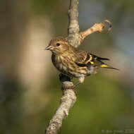 Image of Pine Siskin