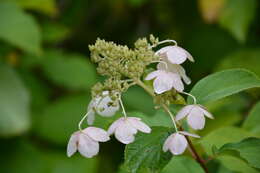 Image of panicled hydrangea