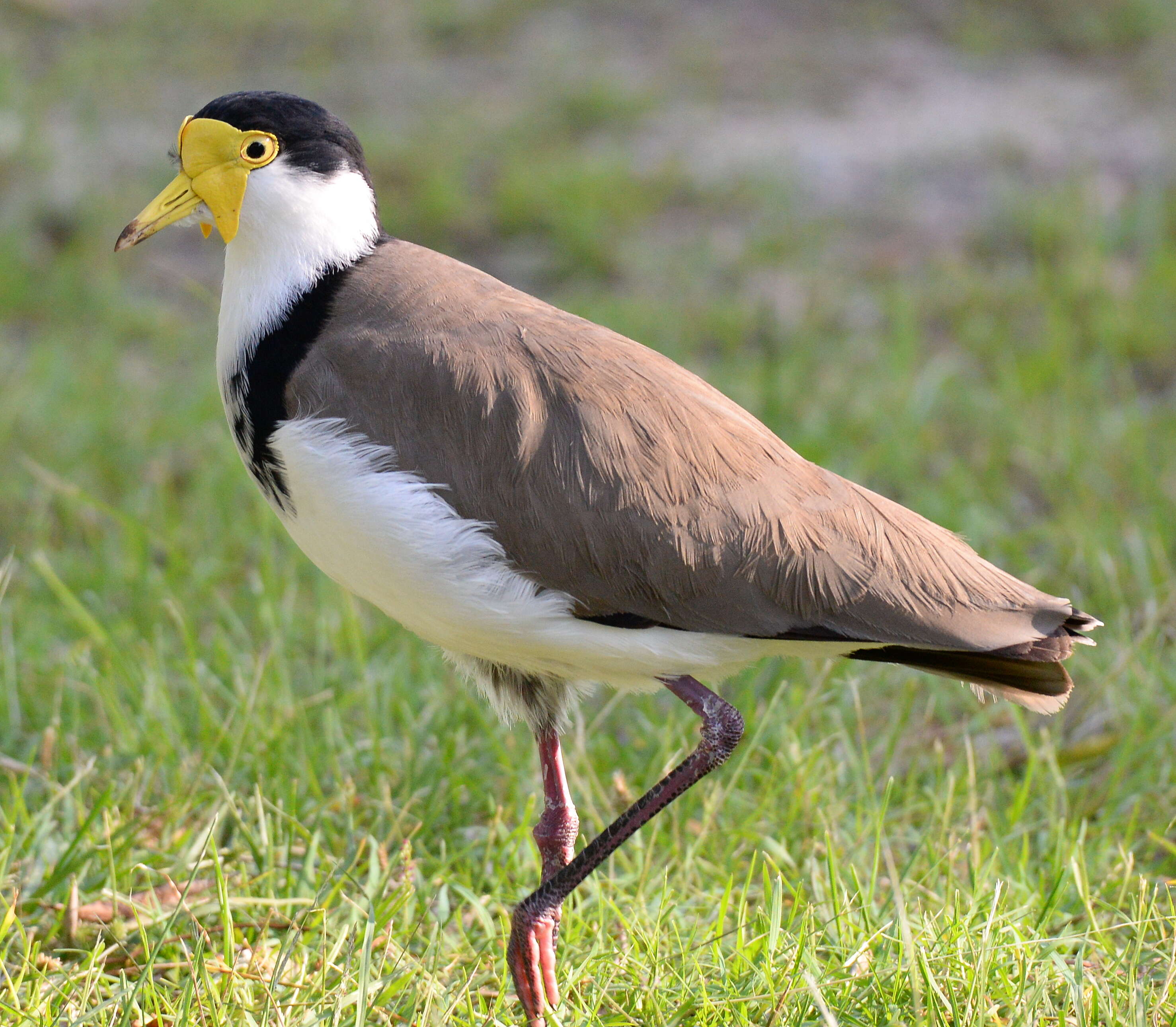 Image of Masked Lapwing