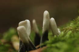 Image of Candle-snuff Fungus