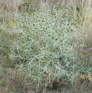 Eryngium campestre L. resmi