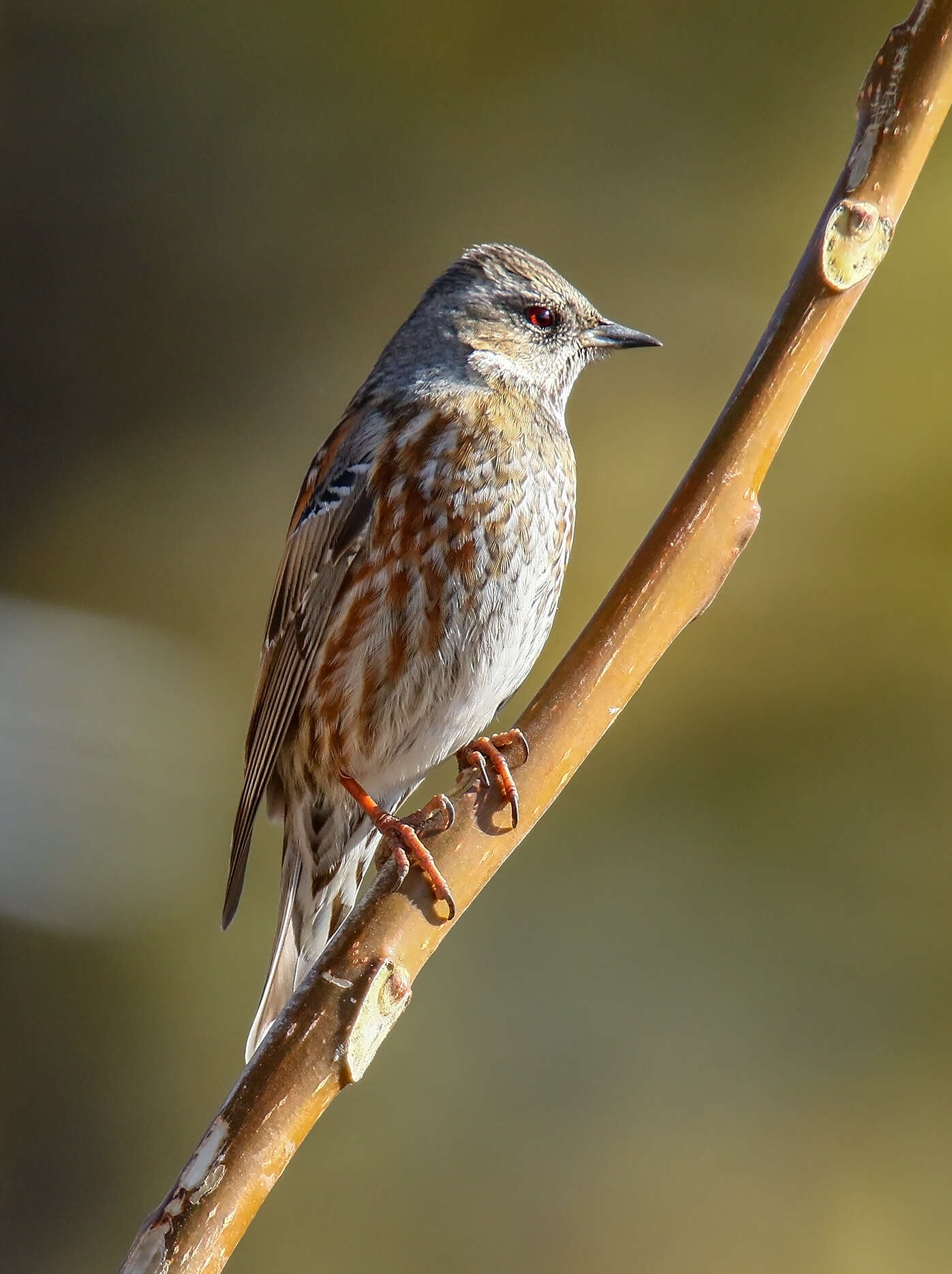 Image of Altai Accentor