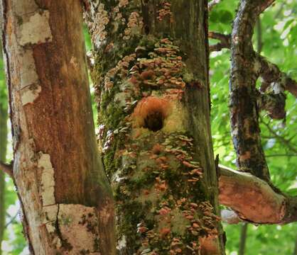 Image of White-backed Woodpecker