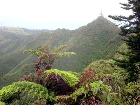 Image of St Helena Tree Fern