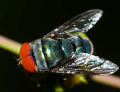 Image of Musca marginalis