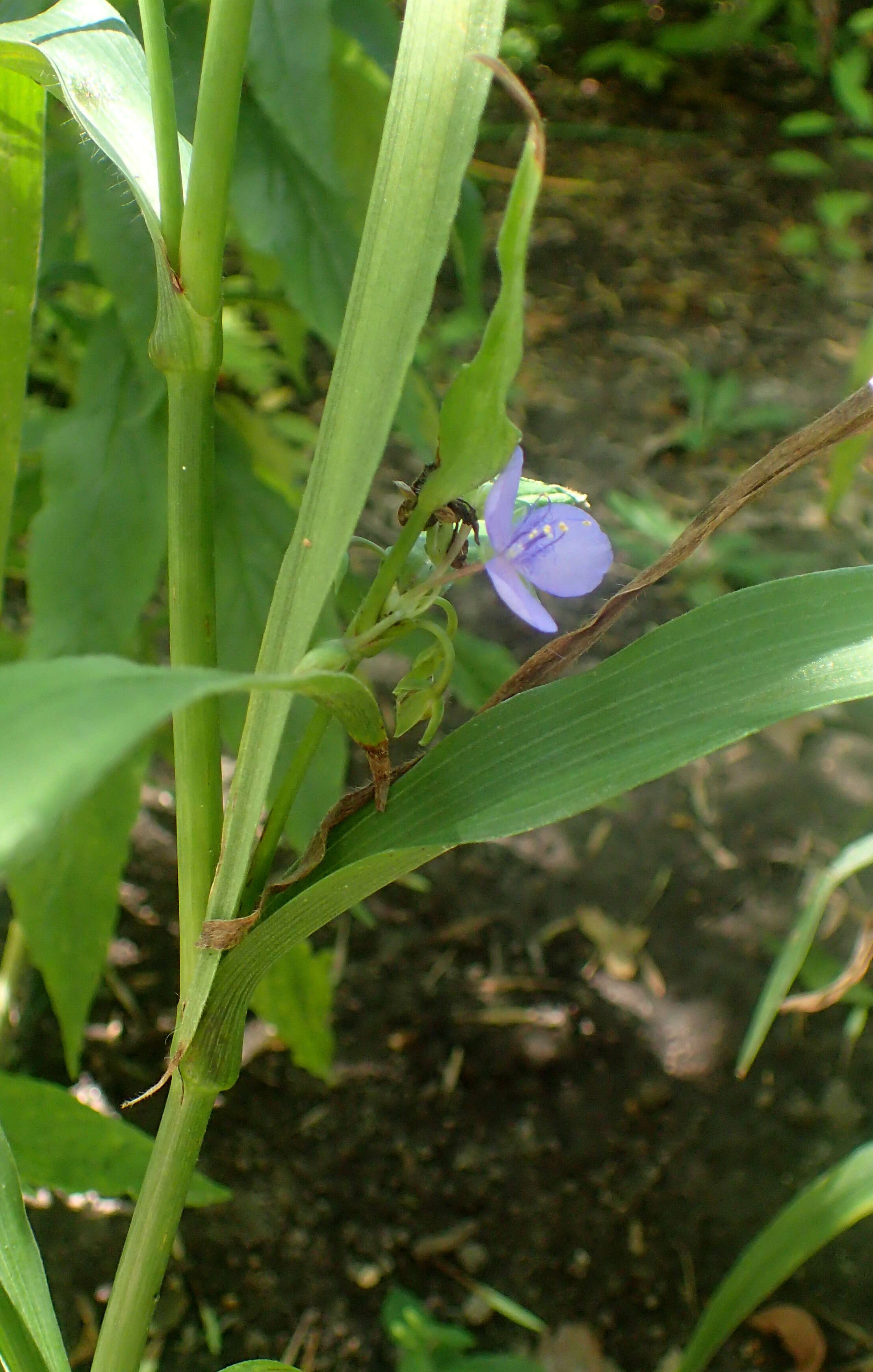 Image of zigzag spiderwort
