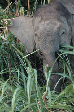 Image of Borneo elephant