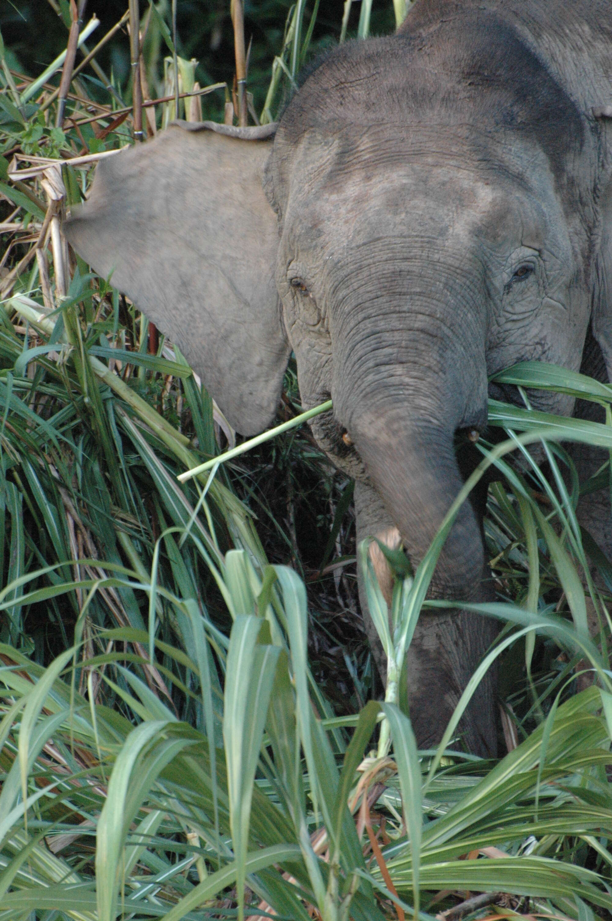 Image of Borneo elephant