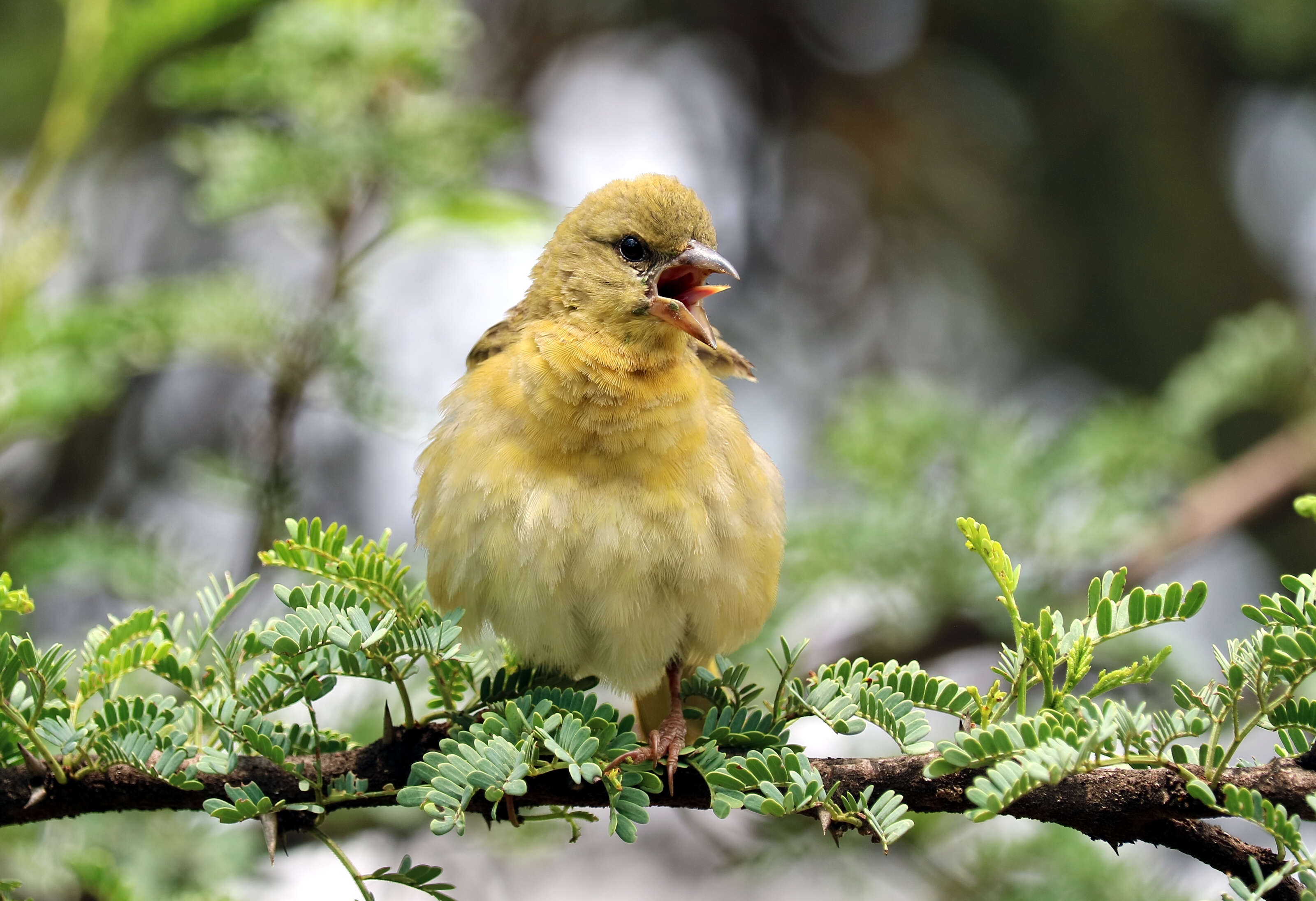 Image of African Masked Weaver