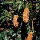 Image of Flindersia acuminata C. T. White