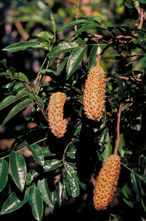 Image of Flindersia acuminata C. T. White