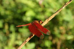 Image of Black Stream Glider