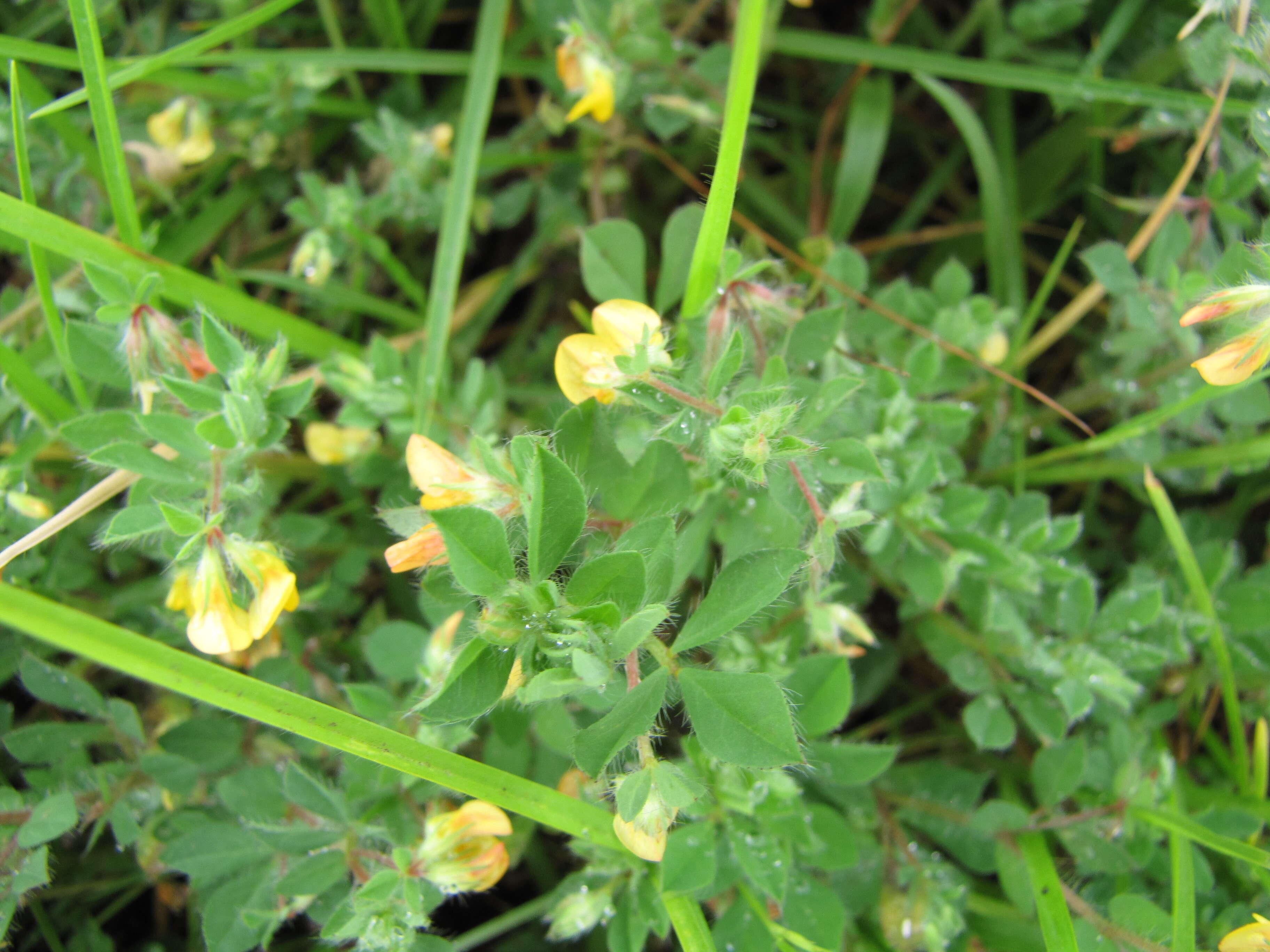 Image of hairy bird's-foot trefoil