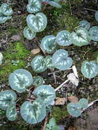 Image of Cyclamen coum Miller