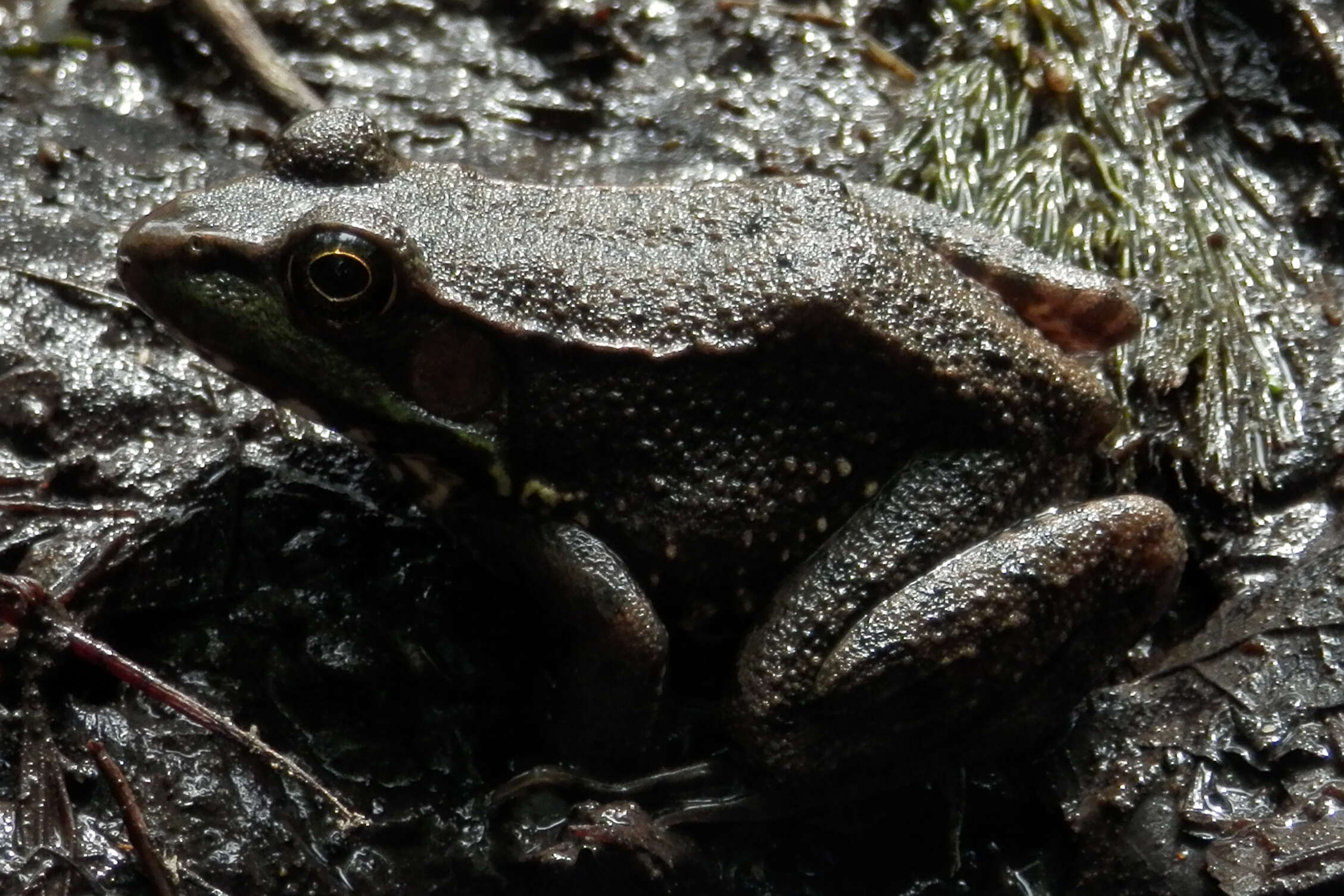 Image of Green Frog