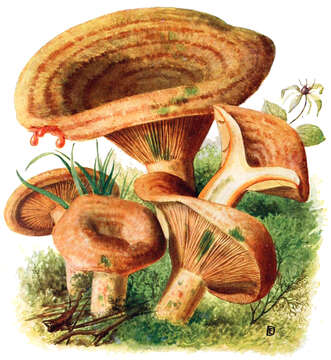 Image of Red Pine Mushroom