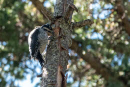 Image of American Three-toed Woodpecker