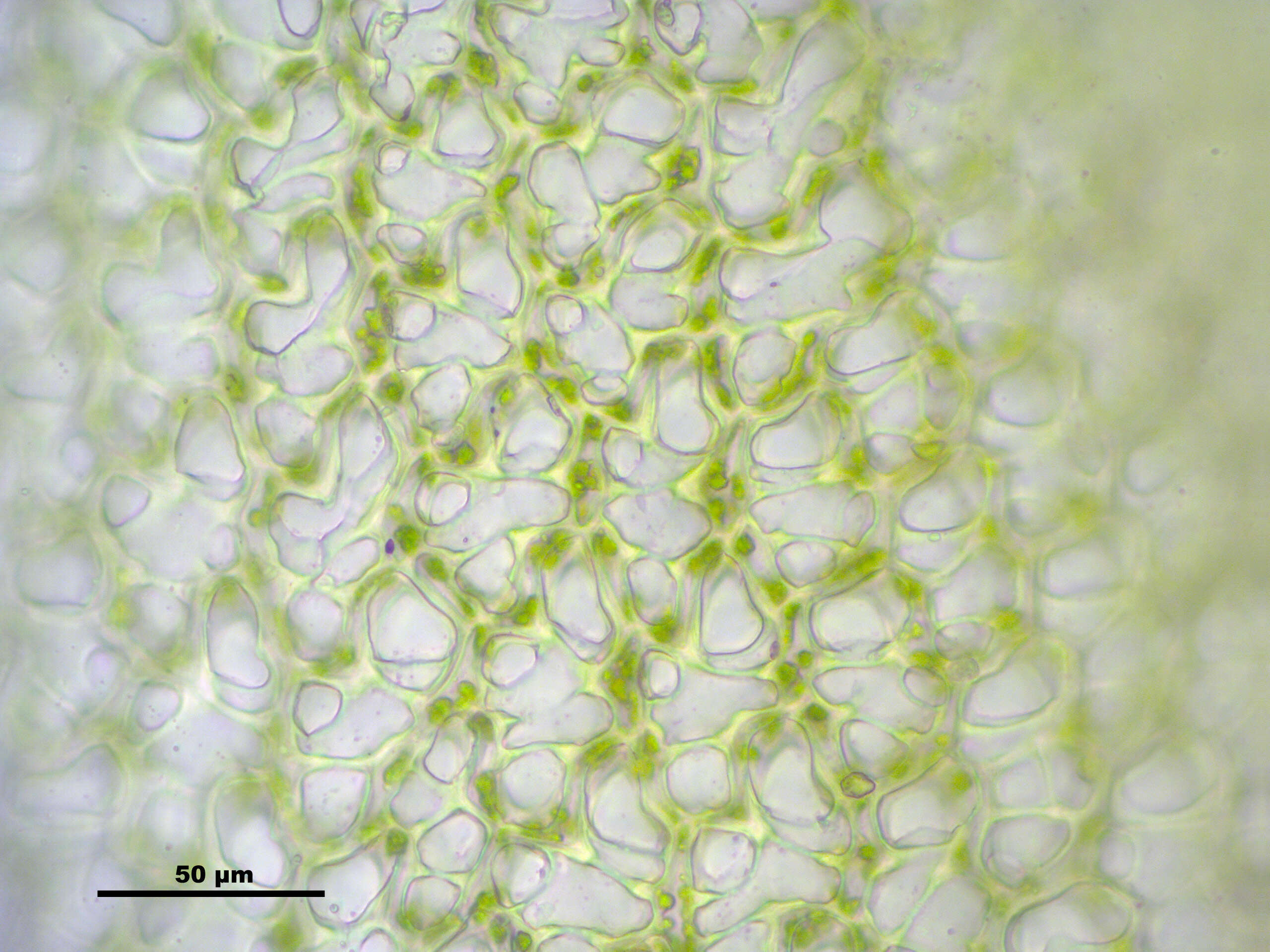 Sphagnum centrale C. E. O. Jensen 1896的圖片