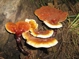 Image of lingzhi mushroom