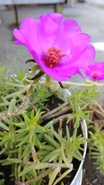 Image of Moss-rose Purslane