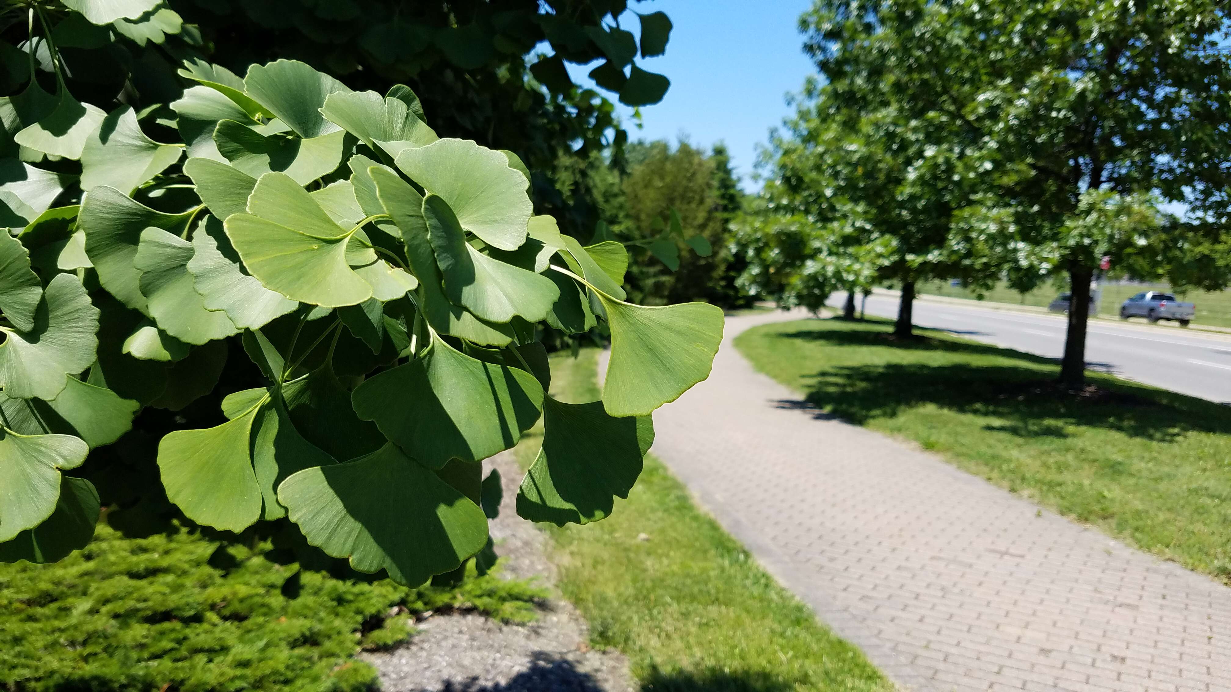 Image of Ginkgoopsida