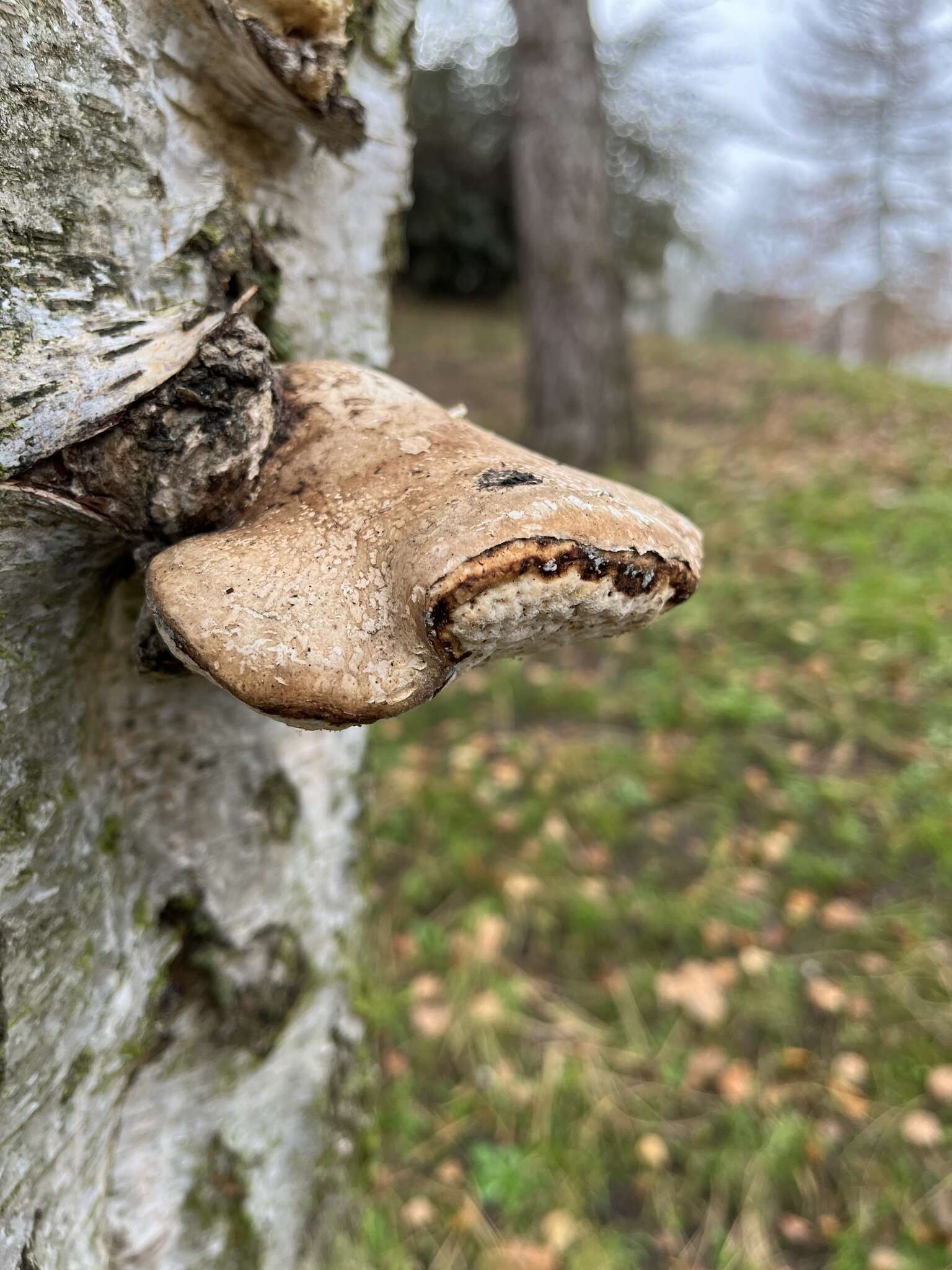 Image of birch polypore