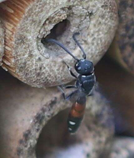 Image of Sapyga quinquepunctata (Fabricius 1781)